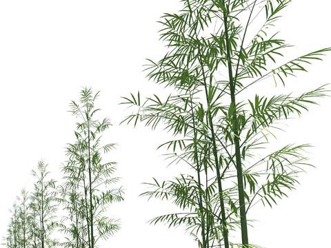 modern bamboo green plant psd