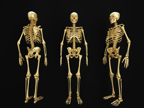 Modern gold-plated human skeleton sculpture