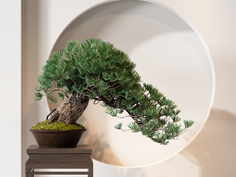 Chinese Pine Pot