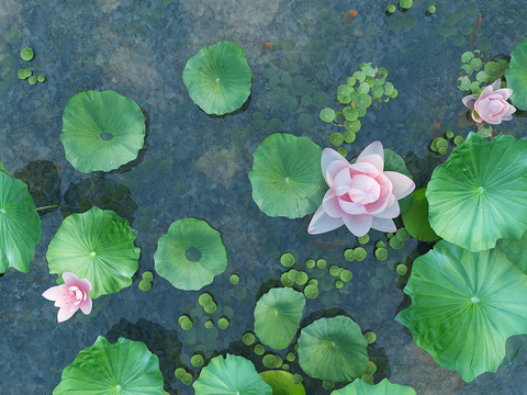 Modern Lotus Pond Lotus Waterscape