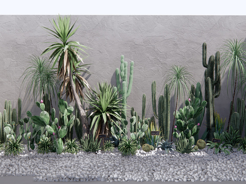 Cactus Landscape Plants