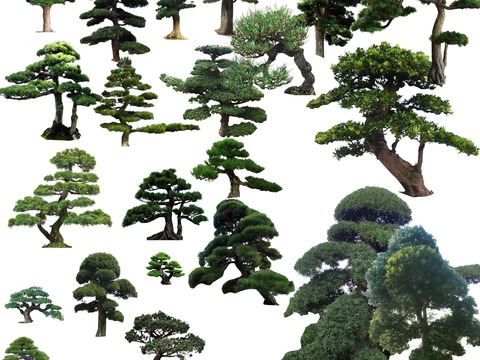 Pohan pine big tree landscape tree psd