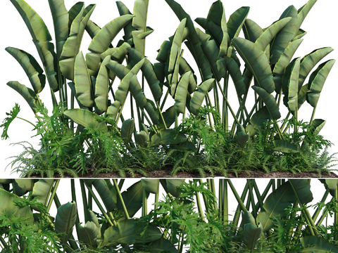 modern plantain shrub green plant