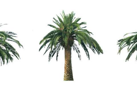 modern coconut tree trees landscape tree psd