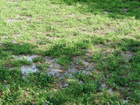 wetland grassland lawn