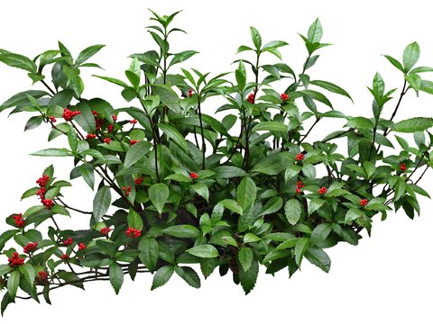 modern green plant shrub psd