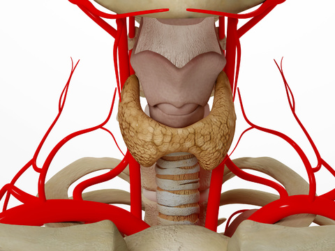 human hyperthyroidism