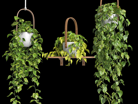 Potted Green Rose Hanging Basket