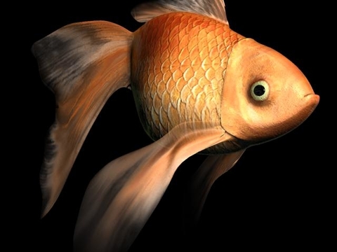 Modern Goldfish Free