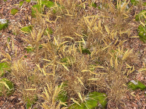 grass, dead leaves, yellow leaves, lawn