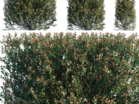 Modern shrub hedge