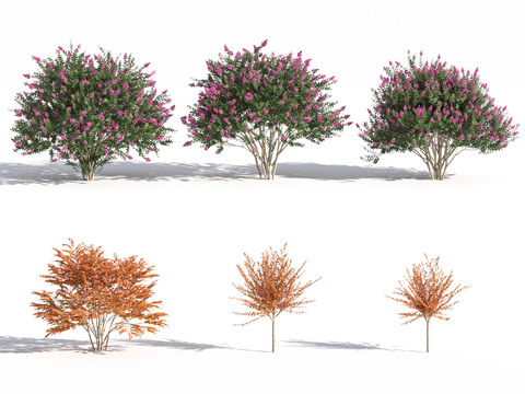 Modern Lagerstroemia indica Flower Tree Landscape Tree