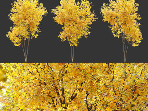 Modern yellow leaf landscape tree