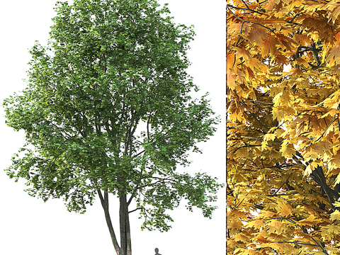 Modern Yellow Maple Landscape Tree