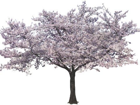 cherry tree psd