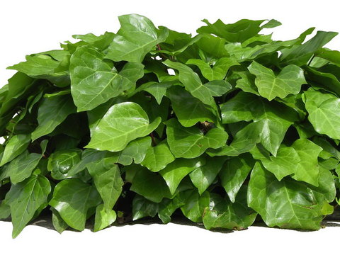 ivy shrub plant psd