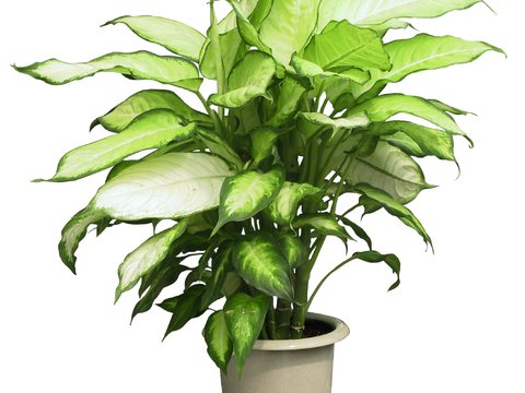 modern green plant potted psd