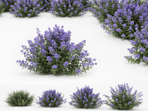 Modern Lavender Flowers Plants