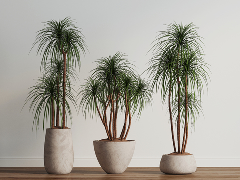 potted plant bonsai green plant