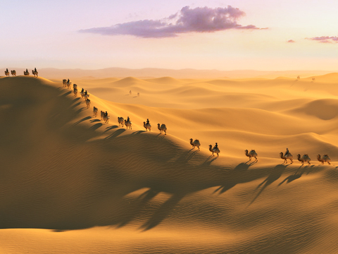 Modern Desert Camel Landscape