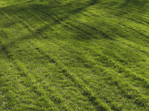 modern lawn