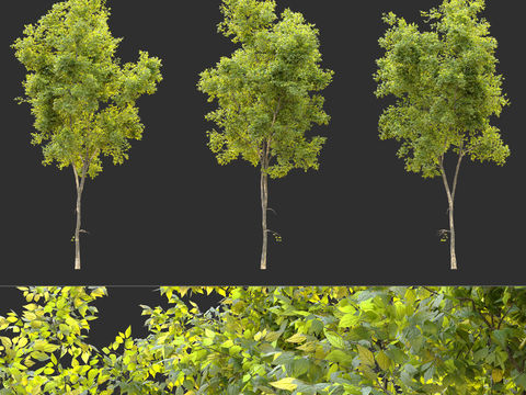 Modern Elm Landscape Tree