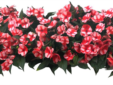 modern impatiens flower bushes psd