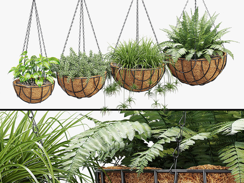 Plant Potted Hanging Basket