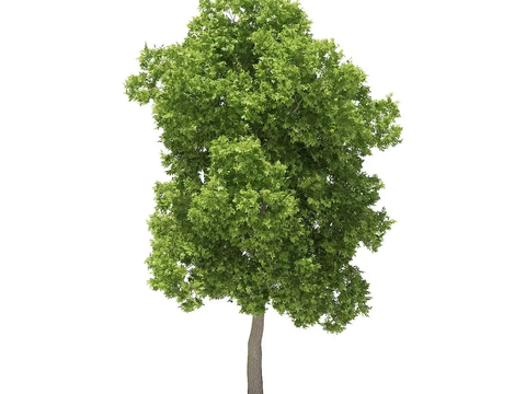 Modern American Elm Free