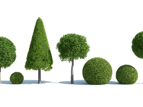 Modern shrub ball landscape tree