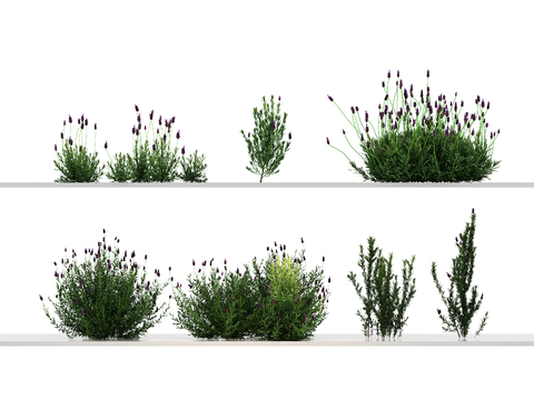 Flowers, weeds, weeds, weeds, rosemary, lavender