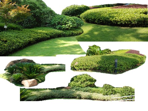 bushes flowerbed shrub psd