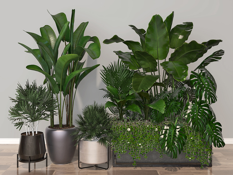 Modern indoor plants potted