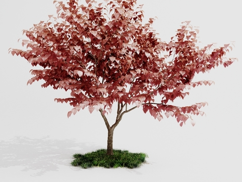 Modern Red Maple Outdoor Tree