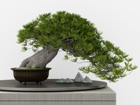 New Chinese Pine Pot