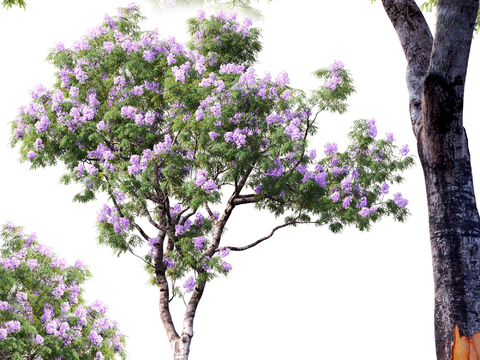 Jacaranda Landscape Tree Flower Tree