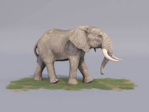 Modern African Elephant