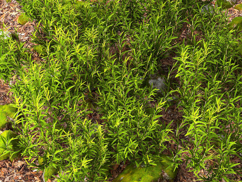 Rosemary spice flowers and plants