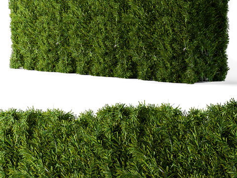 Modern hedge shrub