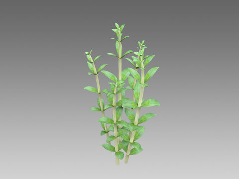 Modern Green Plant Shrub Free