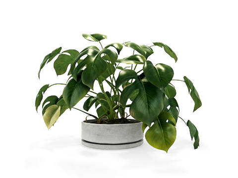 Modern plants potted free