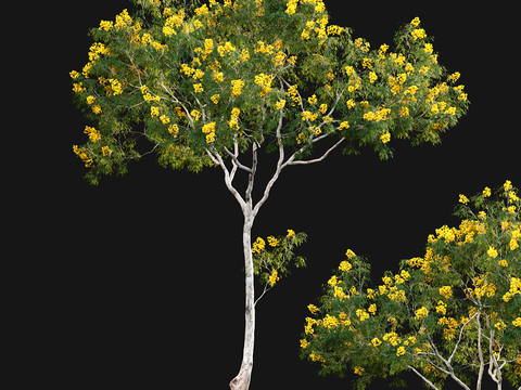 Yellow Flower Wind Suzuki Landscape Tree Street Tree