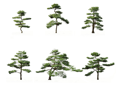 Chinese Landscape Pine