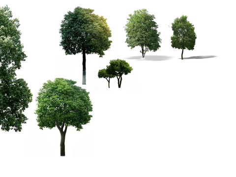 modern big tree tree landscape tree psd