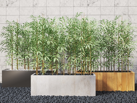 Modern Bamboo Green Plant Potted Plant