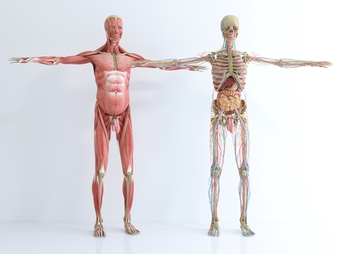 Modern Medical Human Bone Meridian