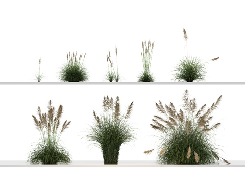 Flowers, weeds, weeds, weeds, Pennisetum, Thatch