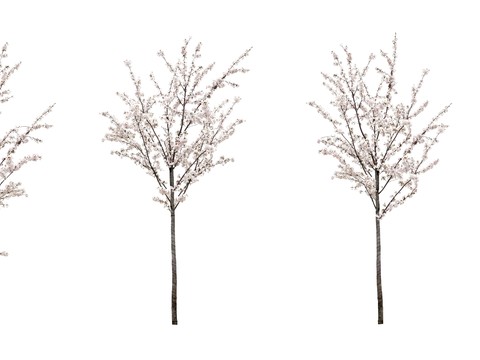 peach blossom tree trees landscape tree psd