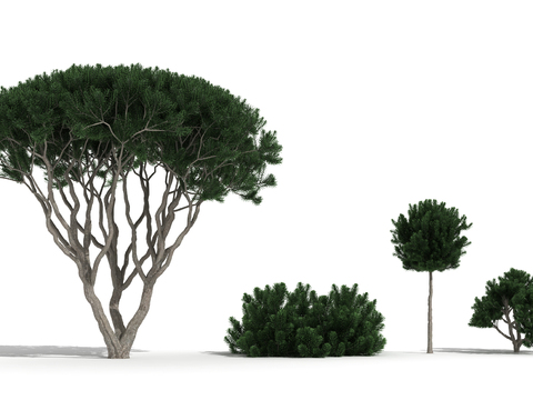 Modern Landscape Pine