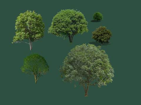 modern big tree tree landscape tree psd